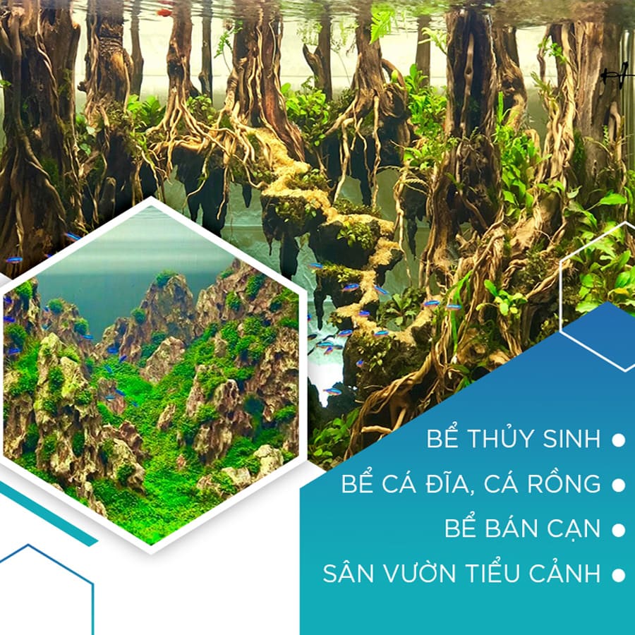 baner tiem ca canh hcm 1