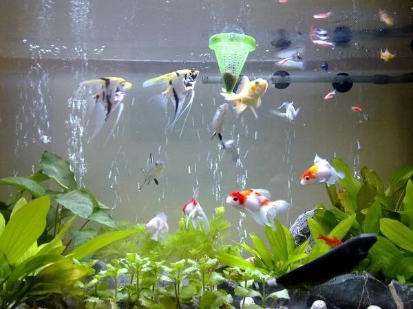 20210622_yxeqc6qsuyoerumf37gsjrqh Bể cá cảnh đẹp