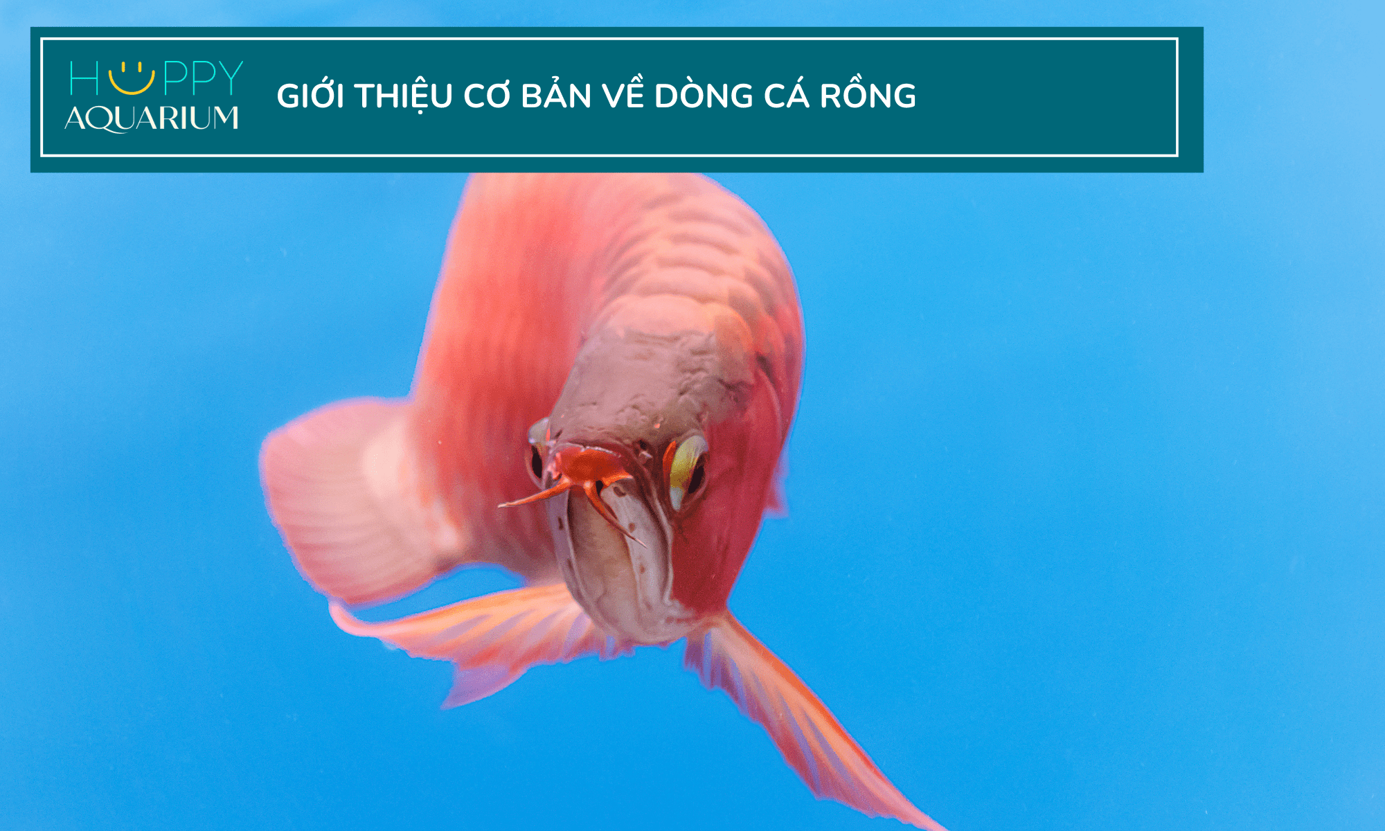 20230815_vhtwwffp-1 20230815_VHTwWffp.png