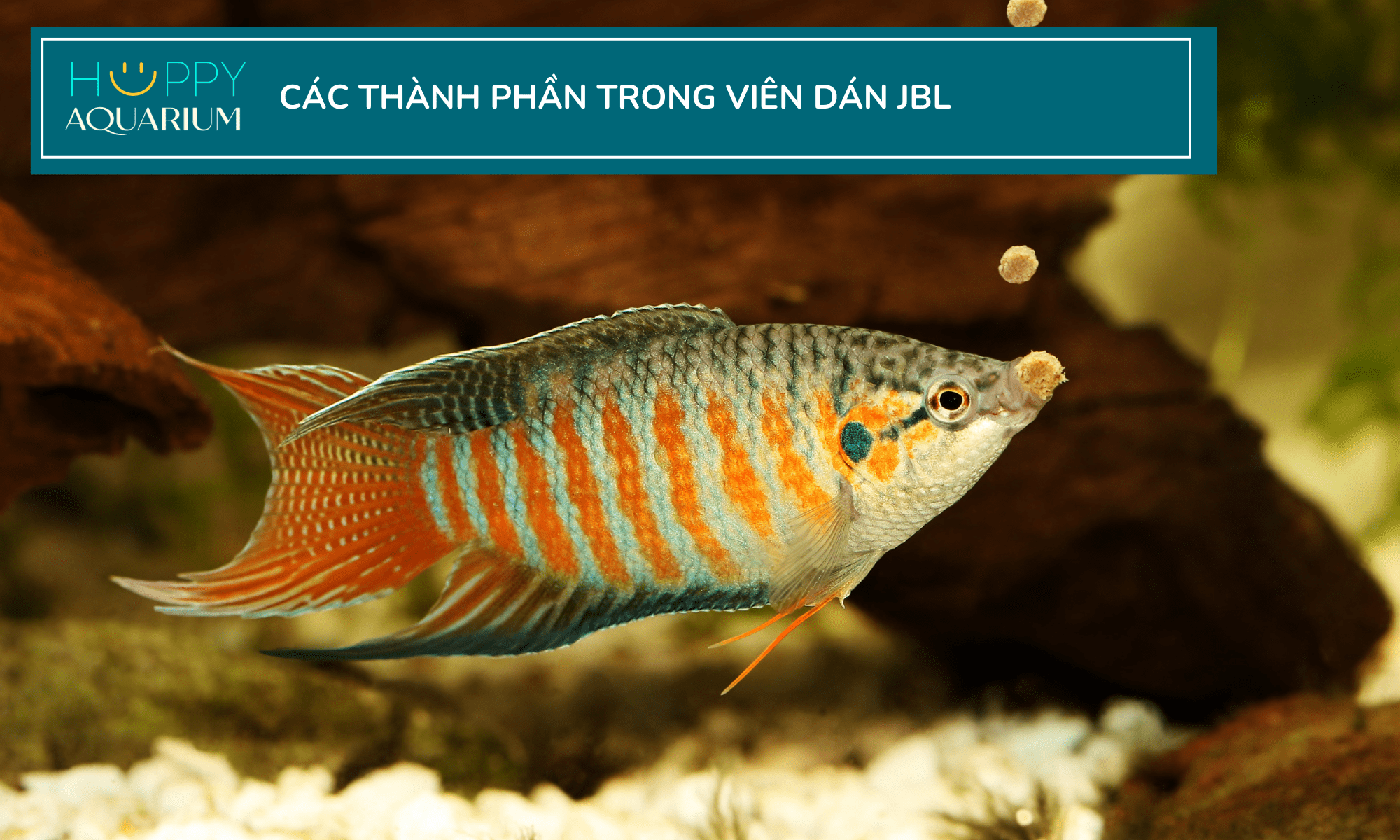 20230819_blcy8or8-1 20230819_BLCy8OR8.png