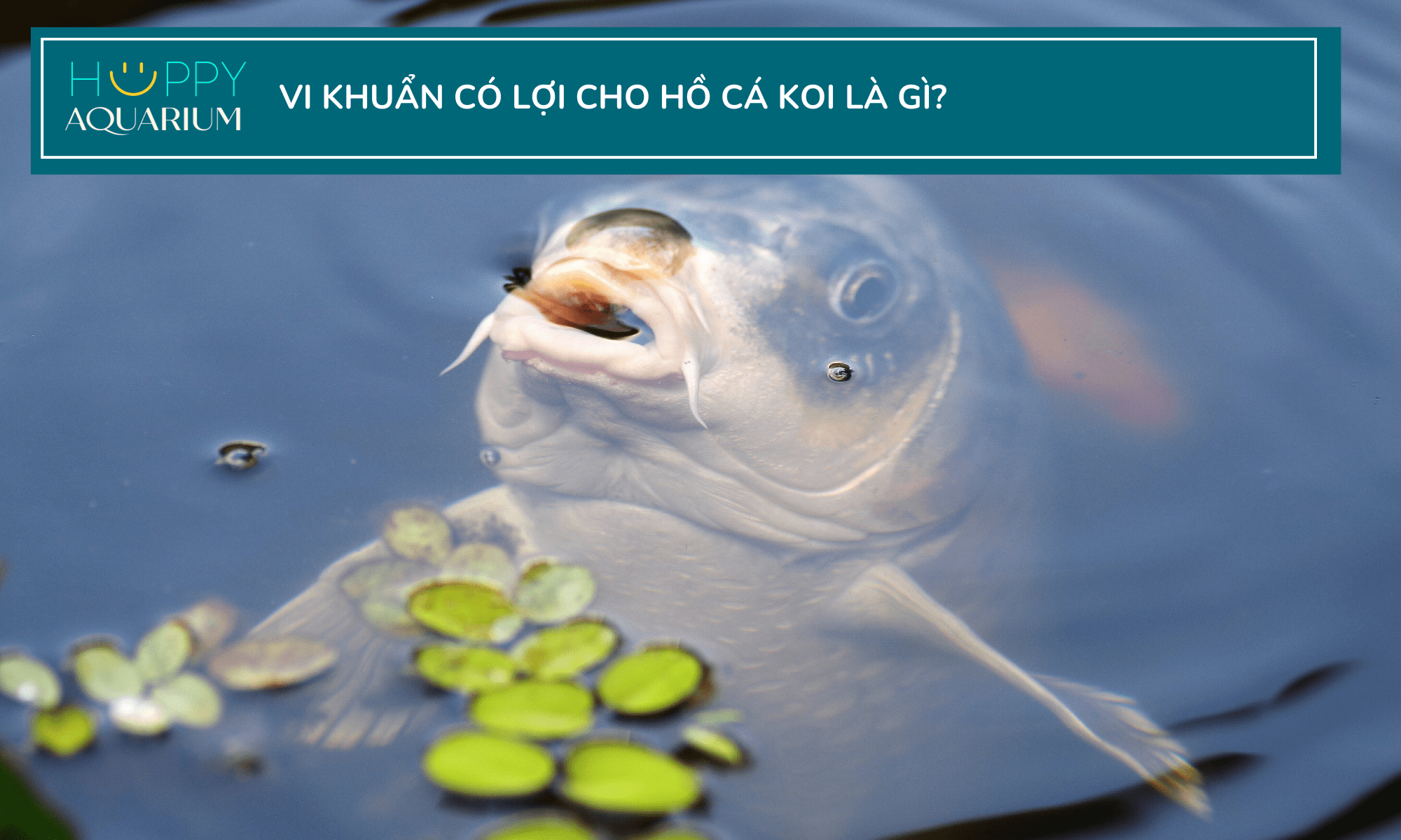 20231002_yyp5ibig-1 20231002_YYp5IbiG.png