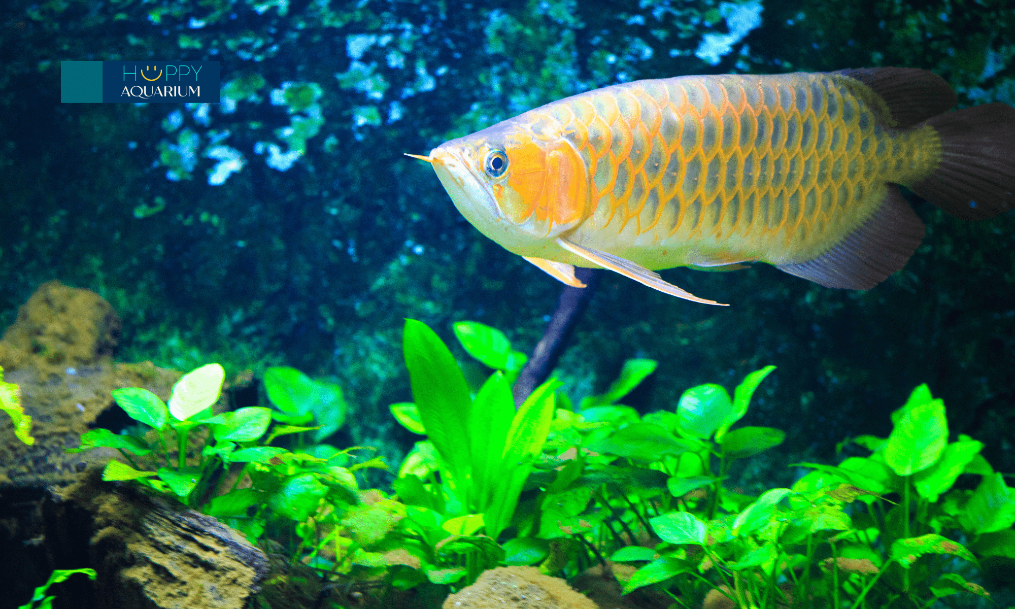 20231209_a0yjixph-1 20231209_a0YJixPh.png