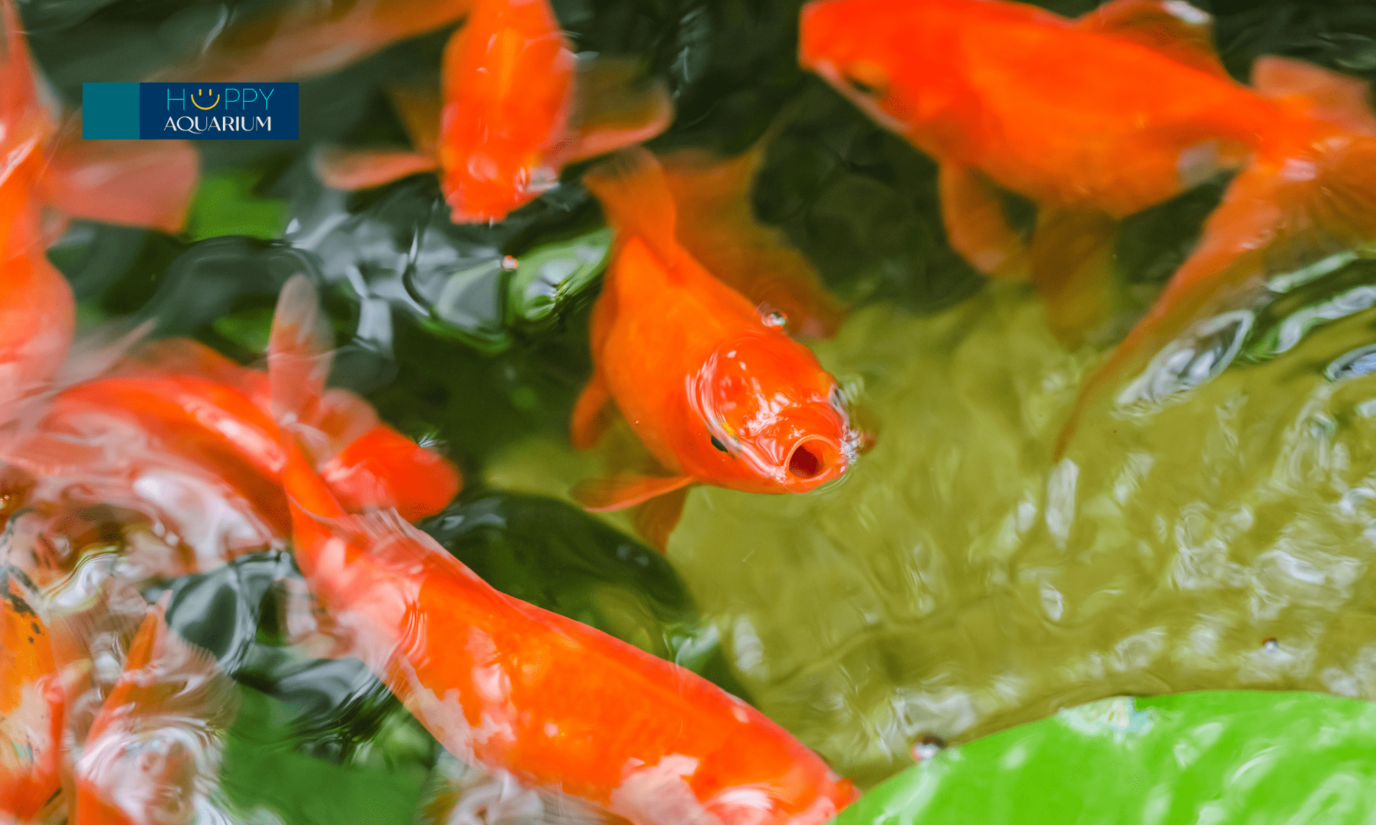 20231214_gxxmmgb6-1 20231214_GxxMMGB6.png