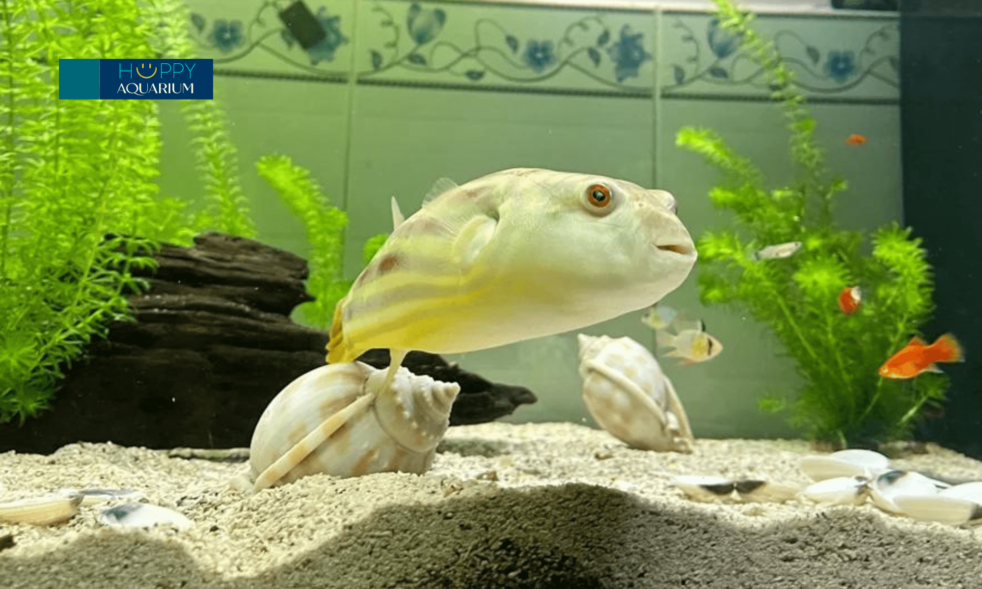 20240522_lknmspcf-1 20240522_LkNmspCf.png