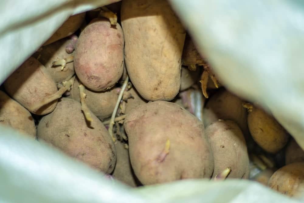 an-khoai-tay-moc-mam-co-sao-khong ăn khoai tây mọc mầm có sao không