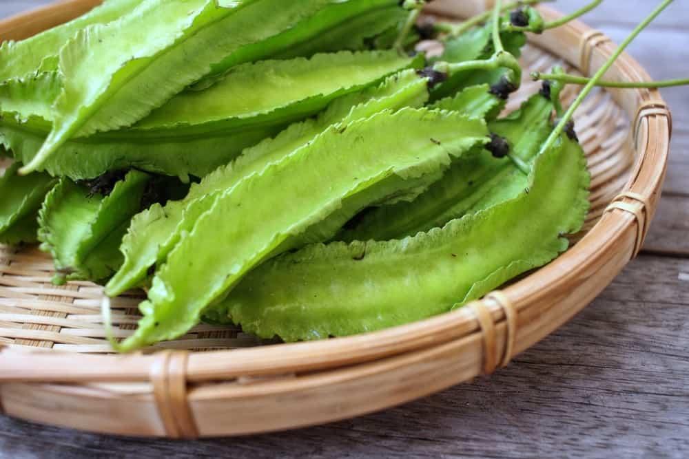dau-rong_547614535 Tác dụng của đậu rồng