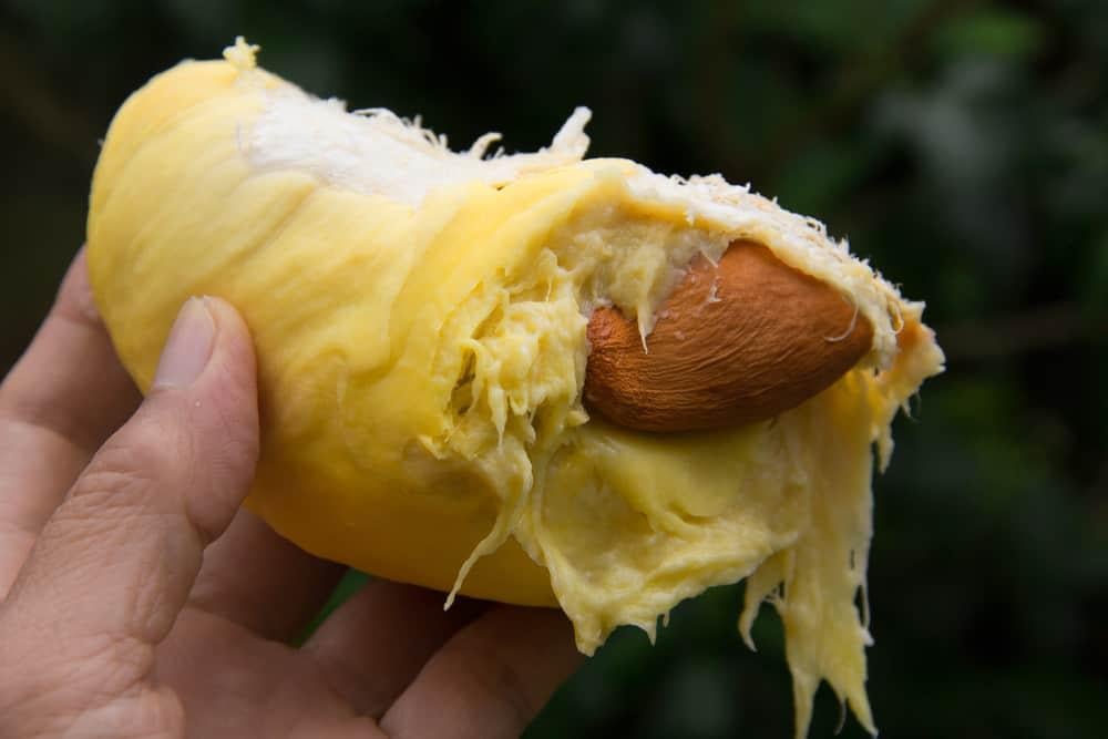 hat-sau-rieng-co-an-duoc-khong_1772237885 Hạt sầu riêng có ăn được không