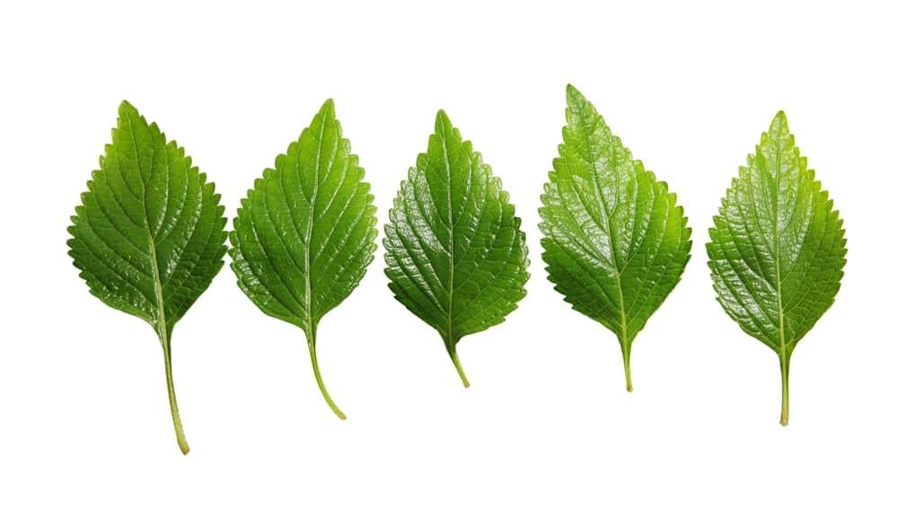 la-cay-kinh-gioi_109413875 lá của cây kinh giới