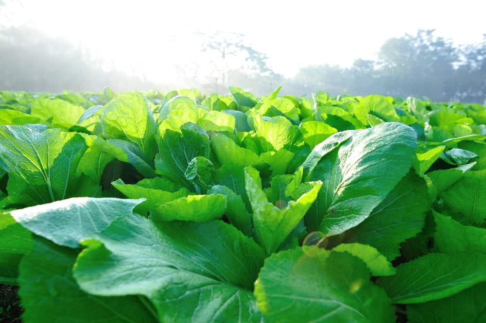 tac-dung-cua-rau-cai-xanh-2 rau cải xanh (cải bẹ xanh)