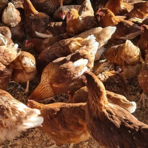 20201009 080418 1536x2048 1 600x800 1